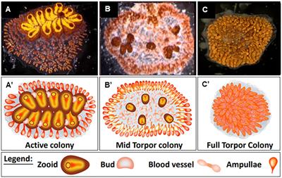 “Keep on rolling”: circulating cells in a botryllid ascidian torpor